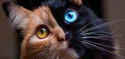 Две самые уникальные кошки в мире: двухцветные красавицы с химеризмом - clutch.net.ua - Франция - Париж