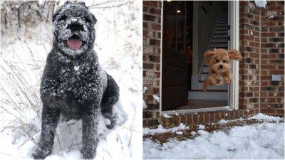 Топ-16 смешных фотографий: собаки, которые радуются снегу как никто другой - clutch.net.ua
