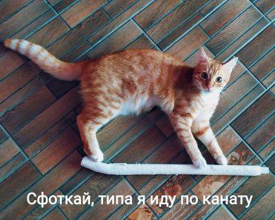 Усатые, которые не ищут простых путей: подборка забавных котов-трюкачей - clutch.net.ua
