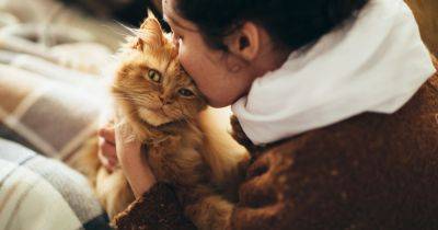 Породы кошек, которые нужно завести малоподвижным людям: они продлевают годы жизни - clutch.net.ua