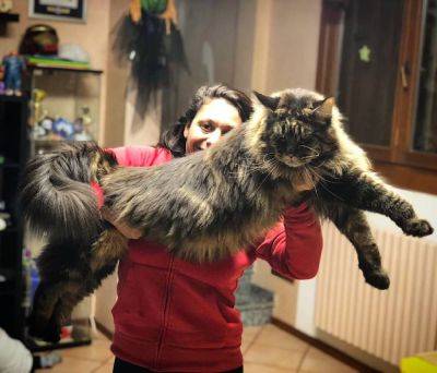 Сеть рассмешил самый длинный кот в мире (фото и видео) - clutch.net.ua - Киев