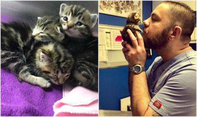 История спасения: бородатый нянь спас трех котят, и они решили, что он их мамуля - clutch.net.ua - История
