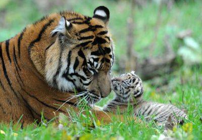 Заботливая тигрица учит своего малыша плавать: трогательное фото покорило Сеть - clutch.net.ua - Австралия