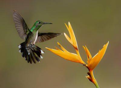 Восхитительные колибри или самые маленькие птицы в мире - clutch.net.ua