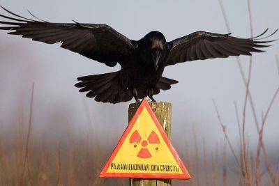 Сотрудники Чернобыльского заповедника показали фото редкостного животного, живущего в зоне отчуждения - clutch.net.ua