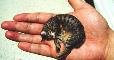 Помещается в стакане: как выглядит самый маленький кот в мире - clutch.net.ua - Сша - Турция - Снг - штат Иллинойс