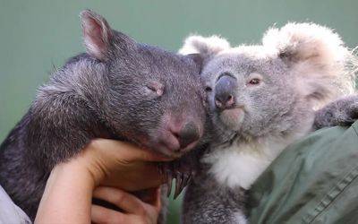 Карантин сближает: как между коалой и вомбатом возникла нежная дружба (ВИДЕО) - clutch.net.ua