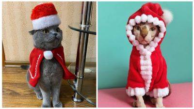 Усатый Санта Мяус: Сеть рассмешили коты в новогодних костюмах (ФОТО) - clutch.net.ua