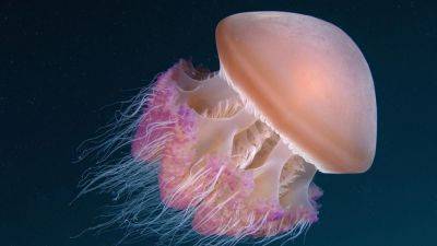 Гигантская медуза размером с человека: этот монстр появился возле берегов Британии - clutch.net.ua - Англия