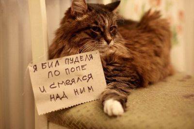 Усатые преступники: ТОП-10 смешных котиков, которые провинились и признали свою вину... ну почти (ФОТО) - clutch.net.ua