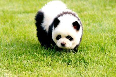 Собаки-панды: неужели появилась новая порода собак, скрещенная с пандой? - clutch.net.ua - Китай