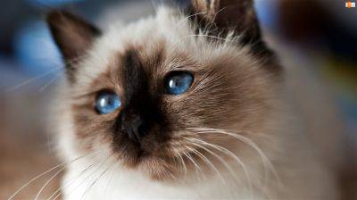 Лучшие породы кошек для дома: ТОП-10 самых красивых и послушных (ФОТО) - clutch.net.ua