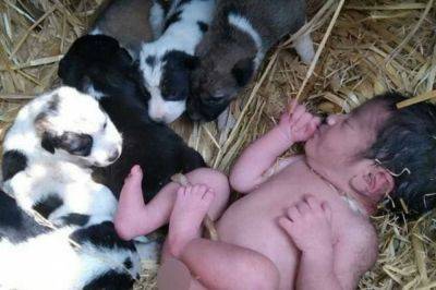 "Настоящее чудо": в Индии уличные щенки спасли брошенную в поле новорожденную девочку (ФОТО) - clutch.net.ua - Индия