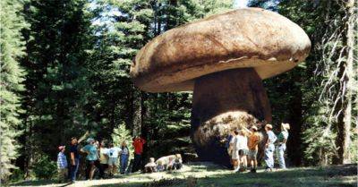 В Мичигане обнаружен самый большой гриб в мире: он весит несколько сотен тонн - clutch.net.ua - Сша - штат Айова - штат Мичиган