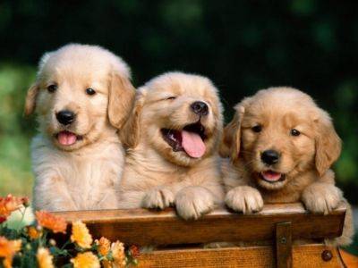 Породы собак, которые поднимают настроение: их советуют заводить всем, кто болеет (ФОТО) - clutch.net.ua