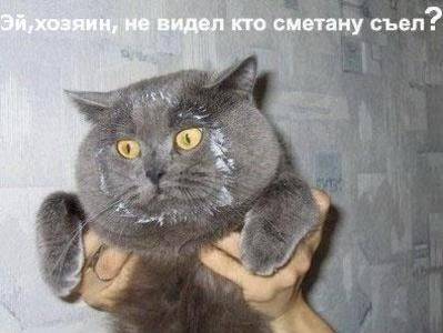 "Не виноват я, это все Шарик!": Сеть рассмешили коты-воришки, которых поймали с поличным - clutch.net.ua