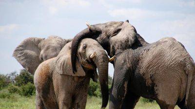 В Индии мужчина завещал 2,5 гектара земли… слонам - clutch.net.ua - Индия