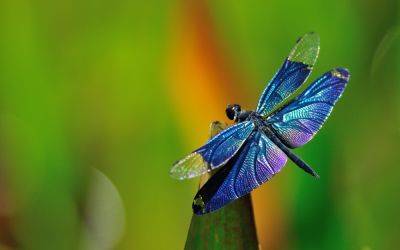 Во всей красе: 11 самых милых насекомых на планете - clutch.net.ua