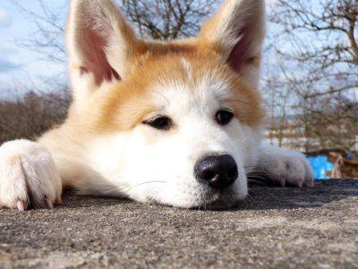 Сеть рассмешил самый щекастый пес в мире (фото и видео) - clutch.net.ua - Япония