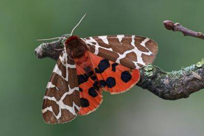 Ученые показали фото гигантской мохнатой бабочки из Чернобыля - clutch.net.ua