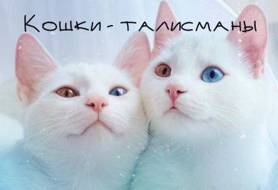 Кошки-талисманы: породы кошек, которые мощно притягивают удачу и благополучие - clutch.net.ua - Япония