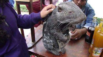 Как выглядит редкая гигантская крыса весом 15 кг (ФОТО) - clutch.net.ua - Бразилия - Боливия - Венесуэла - Колумбия - Эквадор