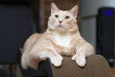 Самый толстый кот в мире начал худеть, когда попал в новую семью: любовь творит чудеса - clutch.net.ua