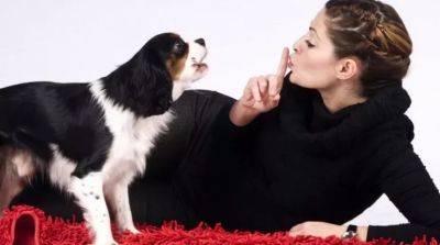 Почему собака постоянно лает, доставляя неудобства окружающим? - beauty-lady.com.ua