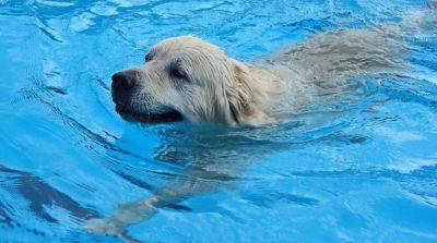 Собака не умеет плавать. Можно ли её научить? - beauty-lady.com.ua