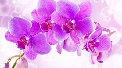Как ухаживать за орхидеями? 5 важных советов - beauty-lady.com.ua