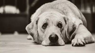 Чего добивается собака грустным взглядом? - beauty-lady.com.ua