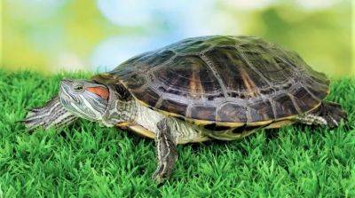 Как ухаживать за сухопутной черепахой, содержащейся дома? - beauty-lady.com.ua