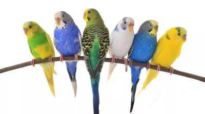 Как ухаживать за волнистым попугаем: питание, гигиена - beauty-lady.com.ua