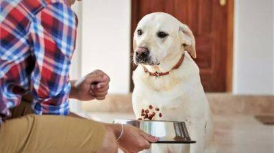 Советы заводчиков, как посадить собаку на диету без стресса - beauty-lady.com.ua