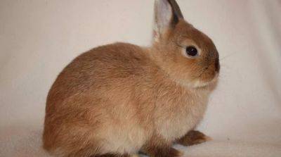 Карликовый кролик Рекс: особенности породы и ухода - beauty-lady.com.ua