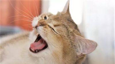 Что делать, если кот часто чихает? - beauty-lady.com.ua