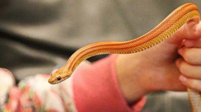 Как выбрать ручную змею для дома? - beauty-lady.com.ua