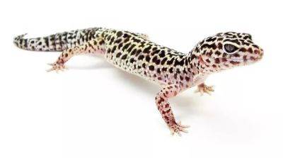 Пятнистый зублефар (леопардовый геккон): уход и содержание - beauty-lady.com.ua