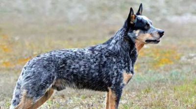 Собаки породы Голубой Хилер: уход и содержание - beauty-lady.com.ua - Австралия