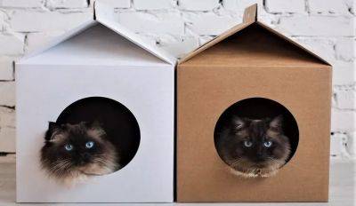 Как самостоятельно сделать домик для кошки? - beauty-lady.com.ua