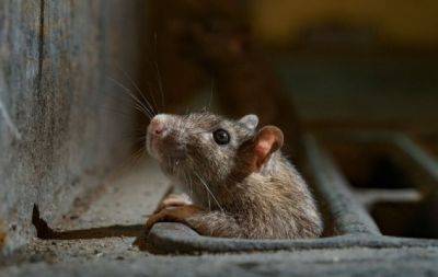 7 народных средств, чтобы не дать мышам поселиться в вашем доме - hochu.ua