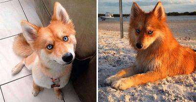 Встречайте: Майя — собака, которая безумно похожа на лису - leprechaun.land - штат Флорида