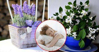 Естественные снотворные: Растения, которые помогут вам выспаться - leprechaun.land