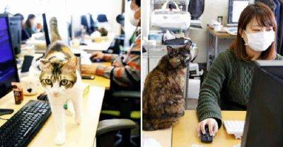 Японская компания разрешила сотрудникам приходить на работу с кошкой - leprechaun.land - Япония