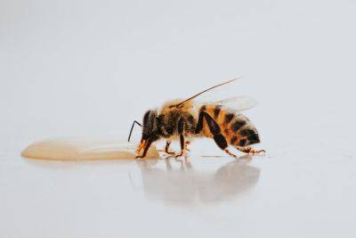 Осторожно, чтобы не вылился яд! Как достать жало после укуса пчелы - vikna.tv