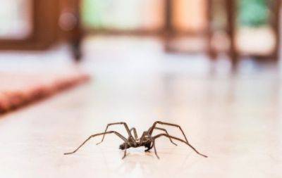 Экологичные и эффективные: 5 способов, чтобы навсегда прогнать из дома пауков - hochu.ua