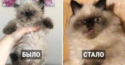 Котовладельцы показали процесс превращения неуклюжих и милых котят в пушистых бандитов и похитителей колбасы - twizz.ru