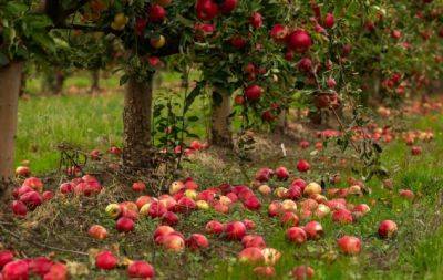 Сделайте это в саду перед холодами: иначе яблоня потеряет урожайность - hochu.ua