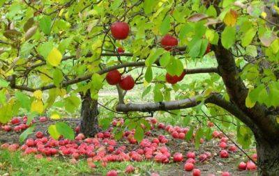 Осенняя подкормка яблонь - залог хорошего урожая в следующем сезоне: что нужно сделать - hochu.ua