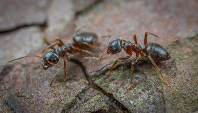 Избавиться от муравьев в квартире очень просто: надежный домашний метод - korisno.24tv.ua
